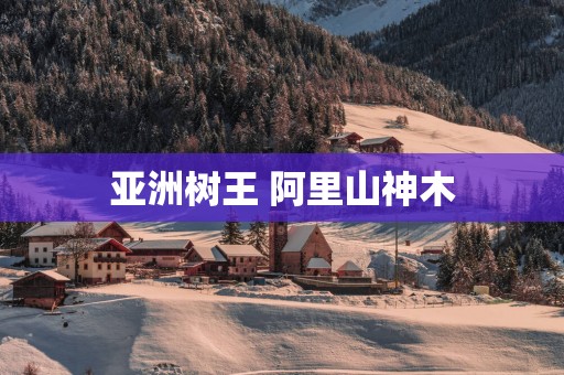亚洲树王 阿里山神木