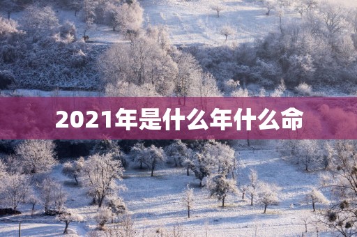 2025年是什么年什么命