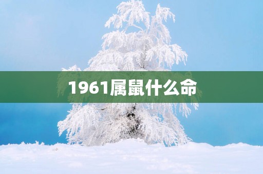 1961属鼠什么命