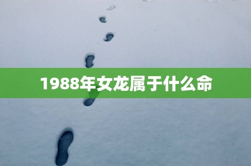 1988年女龙属于什么命