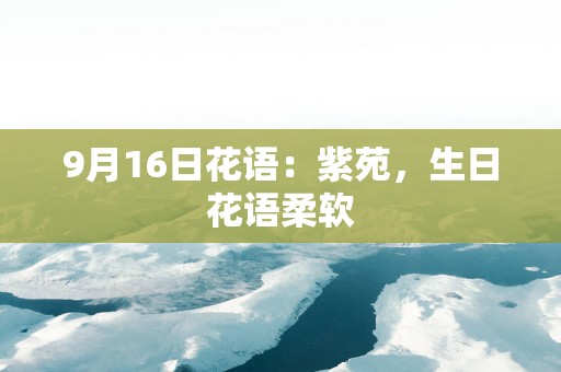 9月16日花语：紫苑，生日花语柔软