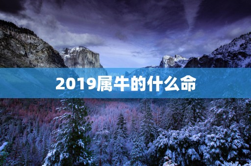 2019属牛的什么命