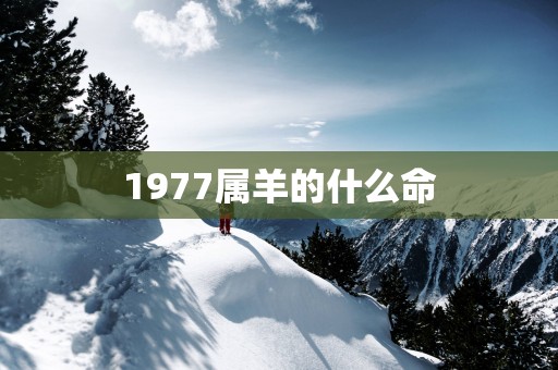 1977属羊的什么命