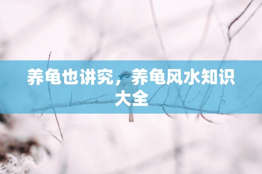 养龟也讲究，养龟风水知识大全