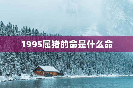 1995属猪的命是什么命