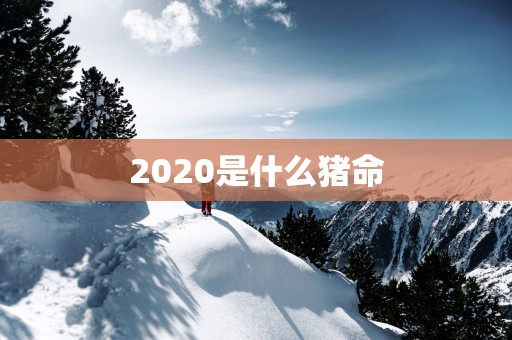 2025是什么猪命