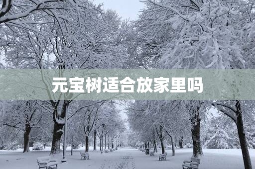 元宝树适合放家里吗