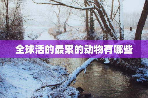 全球活的最累的动物有哪些