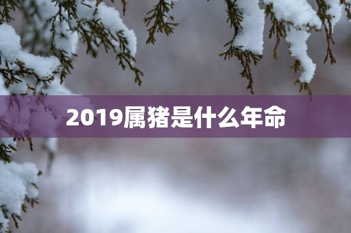 2019属猪是什么年命