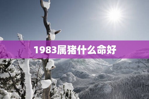 1983属猪什么命好