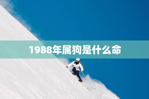 1988年属狗是什么命