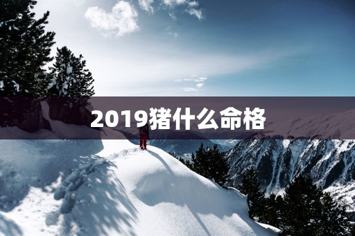 2019猪什么命格