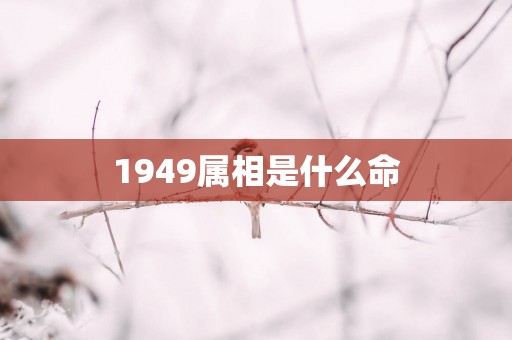 1949属相是什么命