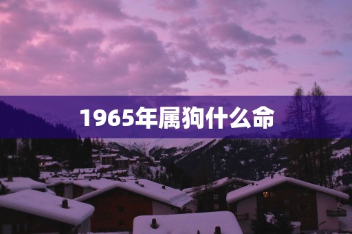 1965年属狗什么命