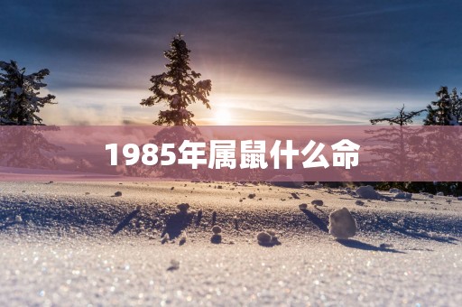 1985年属鼠什么命