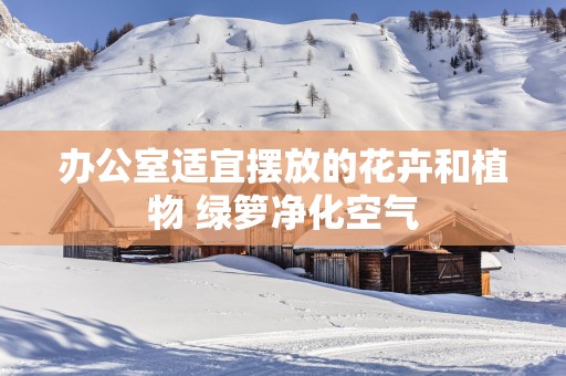 办公室适宜摆放的花卉和植物 绿箩净化空气