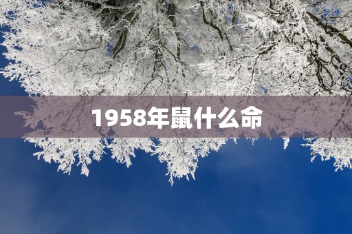 1958年鼠什么命