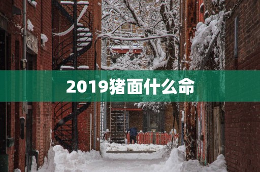 2019猪面什么命