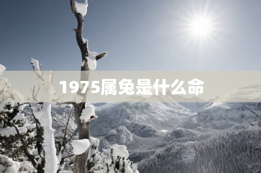 1975属兔是什么命