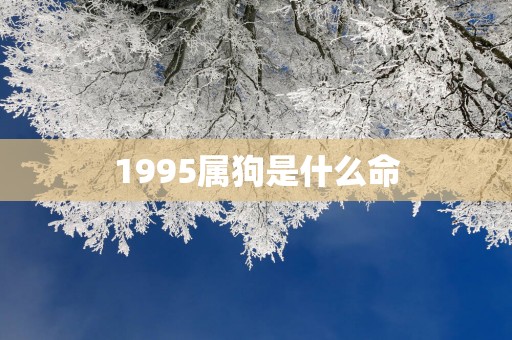1995属狗是什么命