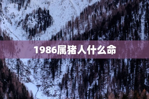1986属猪人什么命