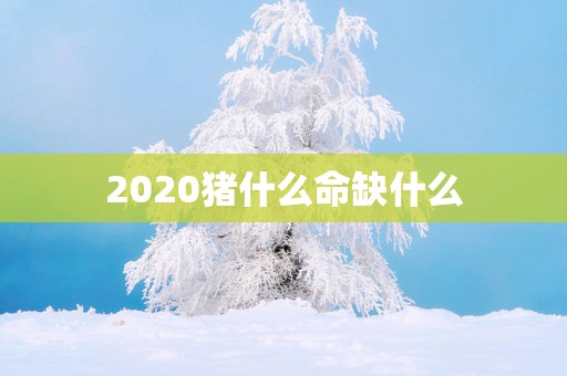 2025猪什么命缺什么