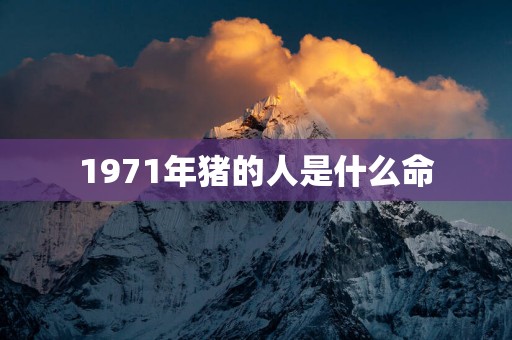 1971年猪的人是什么命