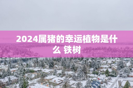 2025属猪的幸运植物是什么 铁树