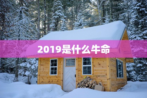 2019是什么牛命