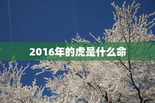 2016年的虎是什么命