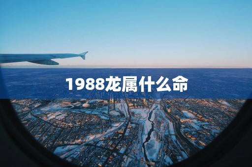1988龙属什么命