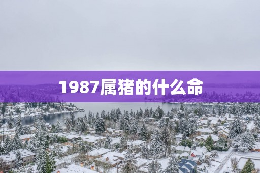 1987属猪的什么命