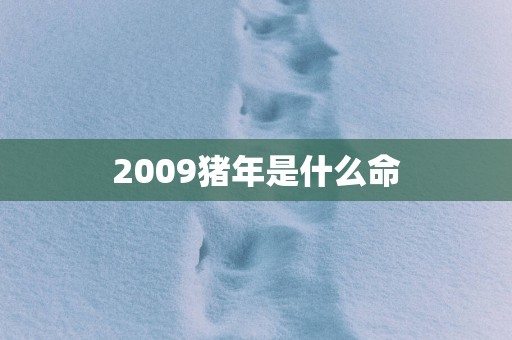 2009猪年是什么命