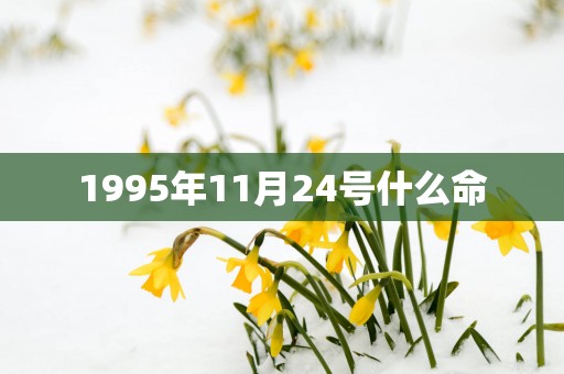 1995年11月24号什么命