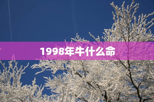 1998年牛什么命