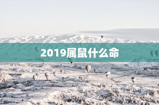 2019属鼠什么命