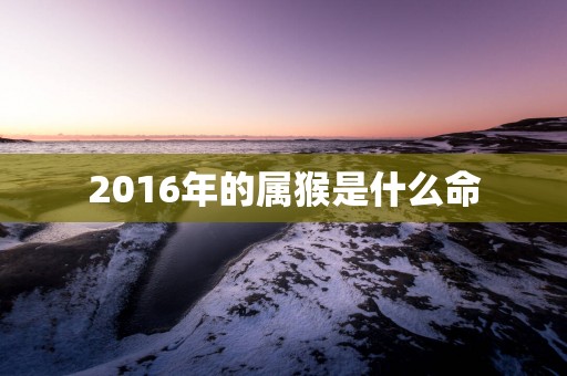 2016年的属猴是什么命