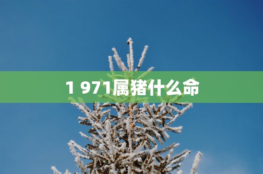 1 971属猪什么命