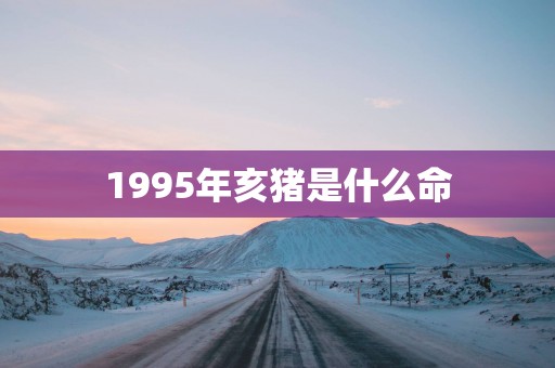 1995年亥猪是什么命