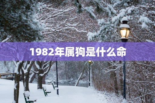 1982年属狗是什么命