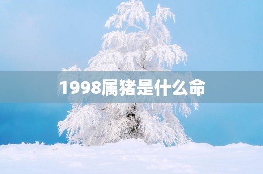 1998属猪是什么命
