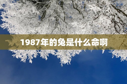 1987年的兔是什么命啊
