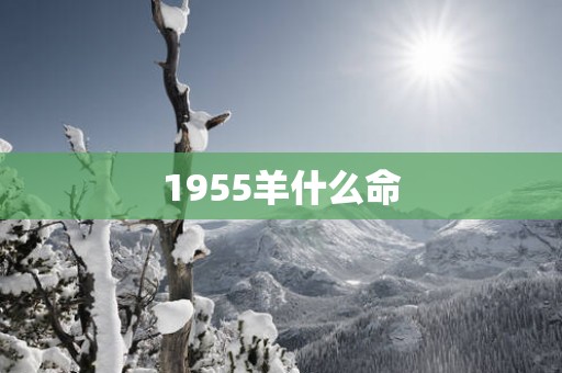 1955羊什么命