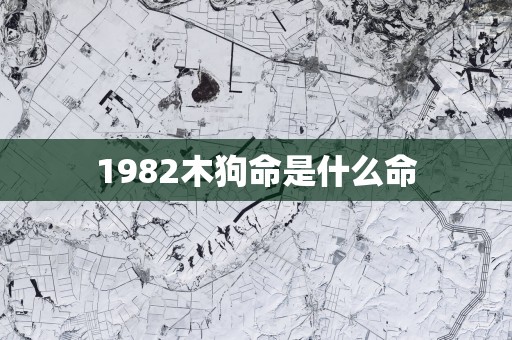 1982木狗命是什么命