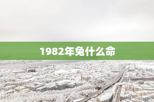 1982年兔什么命