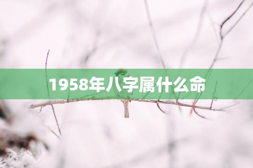 1958年八字属什么命