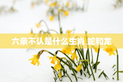 六亲不认是什么生肖 蛇和龙
