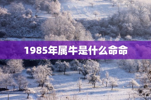 1985年属牛是什么命命