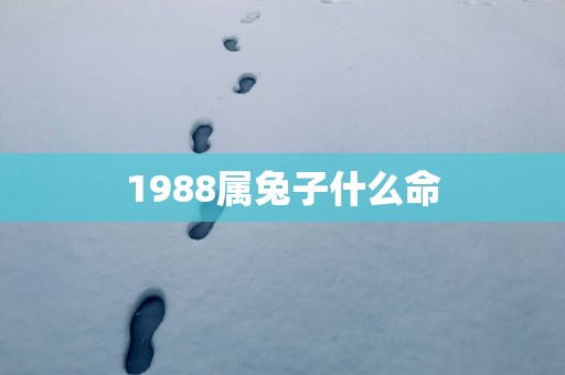 1988属兔子什么命
