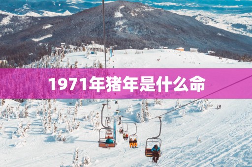 1971年猪年是什么命
